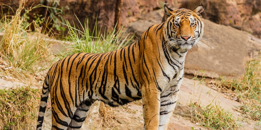 The Shifting Geopolitics and The New Asian Tigers